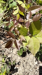 Carya texana