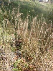 Elymus sibiricus