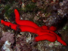 Ophidiaster ophidianus