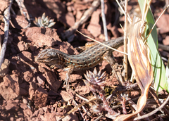 Psammodromus edwarsianus