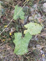 Petasites spurius