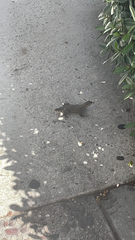 Leiocephalus carinatus