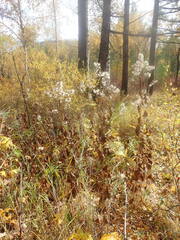 Parasenecio hastatus