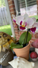 Phalaenopsis