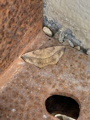 Prochoerodes lineola