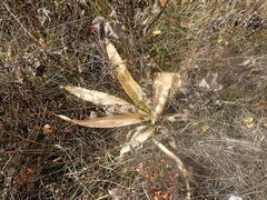 Gentiana macrophylla