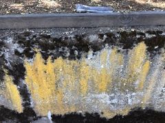 Flavoplaca