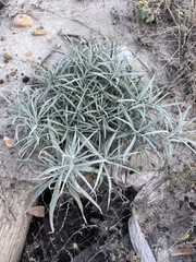 Artemisia longifolia