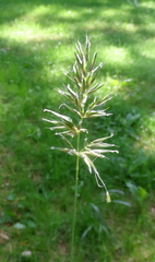 Anthoxanthum odoratum