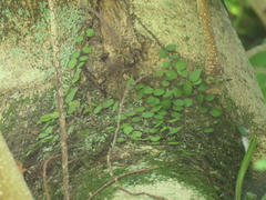 Lemmaphyllum microphyllum