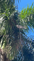 Streptopelia decaocto