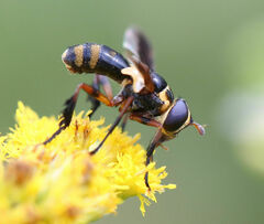 Trichopoda plumipes