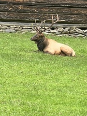 Cervus canadensis canadensis