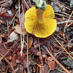 Phylloporus