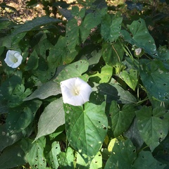Calystegia sepium