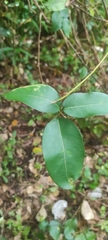 Derris trifoliata