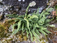 Asplenium viride