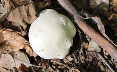 Hygrophorus eburneus