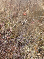 Dracocephalum ruyschiana