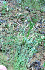 Anthoxanthum odoratum