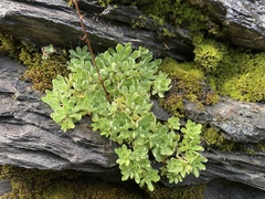 Saxifraga paniculata