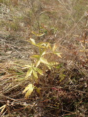 Anemonastrum dichotomum