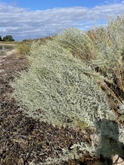 Artemisia maritima