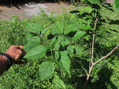 Clerodendrum chinense