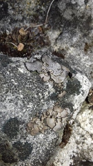 Dermatocarpon miniatum