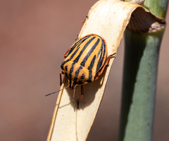 Graphosoma semipunctatum