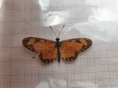 Acraea serena