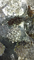 Dermatocarpon miniatum