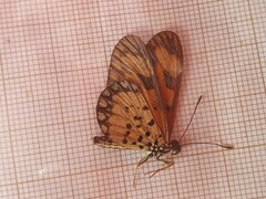 Acraea serena