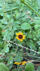 Coreopsis tinctoria
