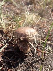 Suillus viscidus