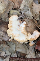 Climacocystis borealis