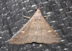 Renia discoloralis