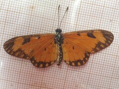 Acraea serena
