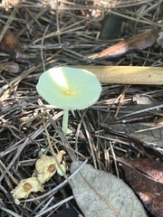 Leucocoprinus