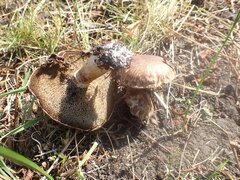 Suillus viscidus