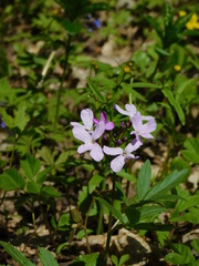 Cardamine quinquefolia