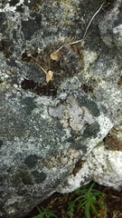 Dermatocarpon miniatum