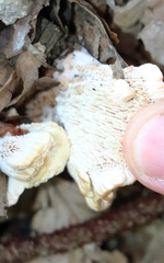 Climacocystis borealis