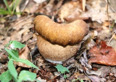 Boletus reticulatus