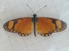 Acraea serena