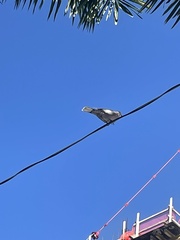 Streptopelia decaocto