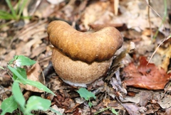 Boletus reticulatus
