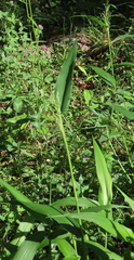 Dichanthelium latifolium