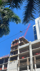 Streptopelia decaocto