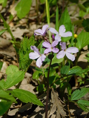 Cardamine quinquefolia